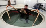 Japanese_Spider_Crab1