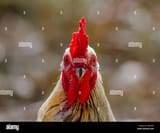 COCK