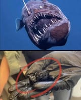 anglerfish-actual-size-v0-4yyc6ezbaaje1