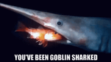 goblin-shark