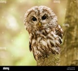 brown-owl-looking-behind-from-the-tree-strix-aluco-M5G6TF