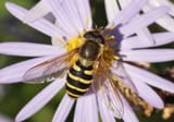 totally a bee guise
