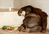 squid eating his lunch before a nice long session of grinding away at his stupid fucking meme game! Which! isn&#039;t as good as mega man!