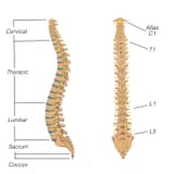 LateralPosterior_Spine