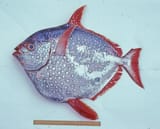 Opah_Lampris_guttatus.width-800.d551efa