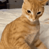 dwayne-johnson-cat[1]