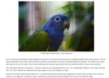 Parrot-Lifecycle-Parrot-Biology-Parrots-Guide-Omlet-US