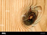 knot-in-pine-wood-BWN0J1-2025067677
