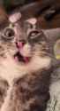 rigbycat-rigby-cat_thumb.jpg