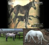 oguri cap at ages 0, 9 and 24