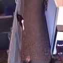 1650953332539_thumb.jpg