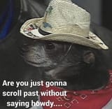 crowboydog
