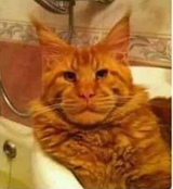 rpcat