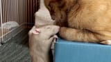 HT_Cat_Rat_04_jrl_160210_16x9_1600