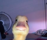1731806363815717