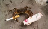 giant enemy crab