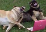 doggers