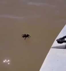 Mexican Swimming Tarantula _thumb.jpg
