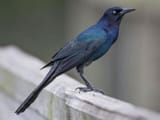 boattail grackle