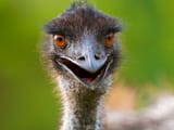 emu_u_1150x863