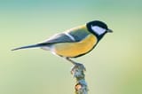 Parus_major_Luc_Viatour