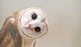 379547776-Species-Barn-Owl-tilting-head-at-camera