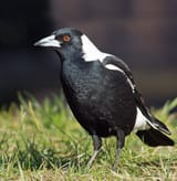 FUCK MAGPIES
