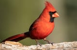 cardinal