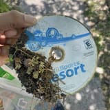 disc rot
