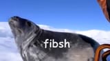 fibsh