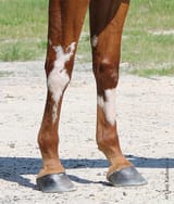 leg
