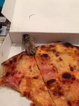 cat-pizza-steal