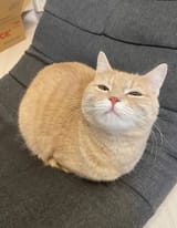 060f0cfe774271204f08fdd618e2d31c