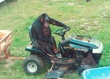ape tractor