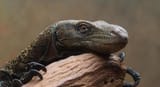 lizard