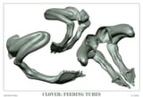 Clover&#039;s feeding tubes