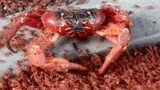 crabb