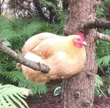 TreeChicken