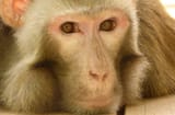 monke