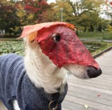 leaf dog