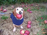 zesty apple dog nigga