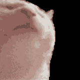 cat-jam-cat