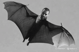 minibat