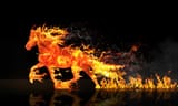 fire-horse-horse-running-wastage-horse