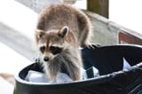 raccoon-pest-control