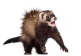 scared ferret