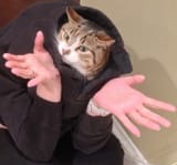 khajiitnounderstand
