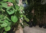 Dutchman&#039;s pipe