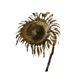 tarnishedgoldensunflower