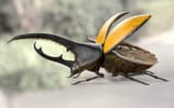 hercules-beetle-01-138907030